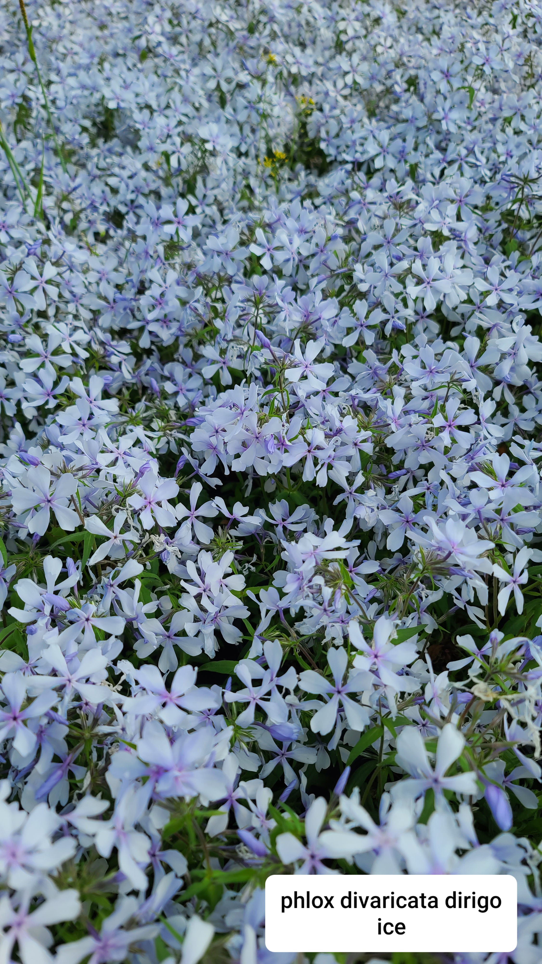 Phlox divaricata 'Dirigo Ice'